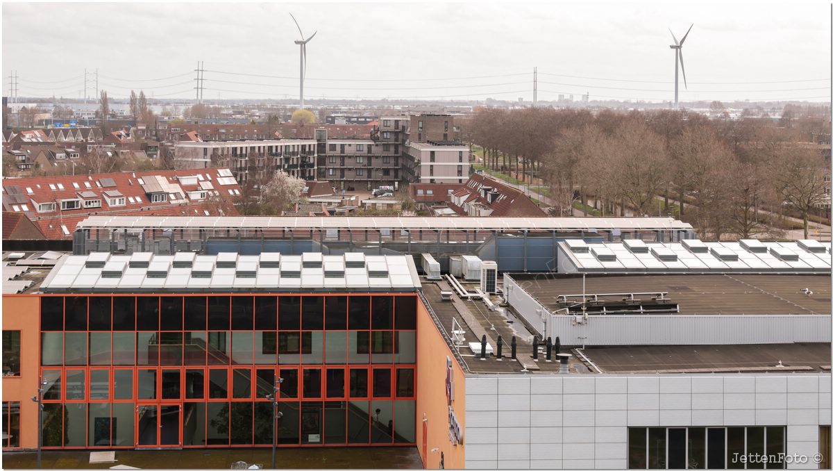 Paletsingel. Foto-116.